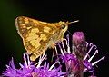 Peck's Skipper