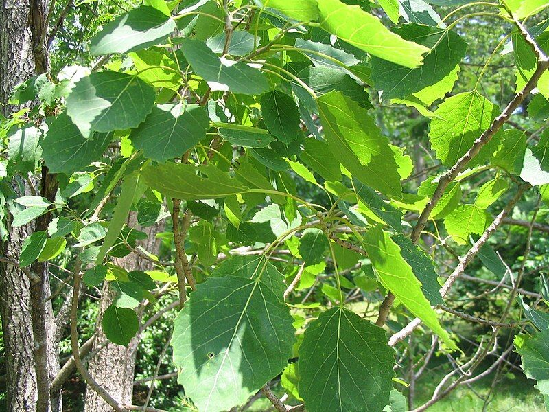 File:Populus grandidentata.JPG