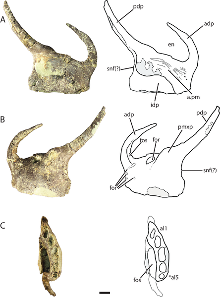 File:Premaxilla of Vivaron.png