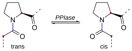 File:Proline-cis-trans-isomerisation.svg