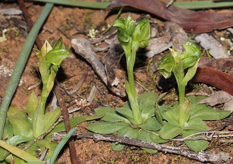 File:Pterostylis cycnocephala.jpg