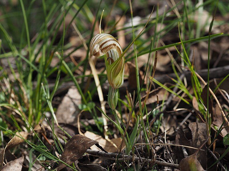 File:Pterostylis truncata.jpg