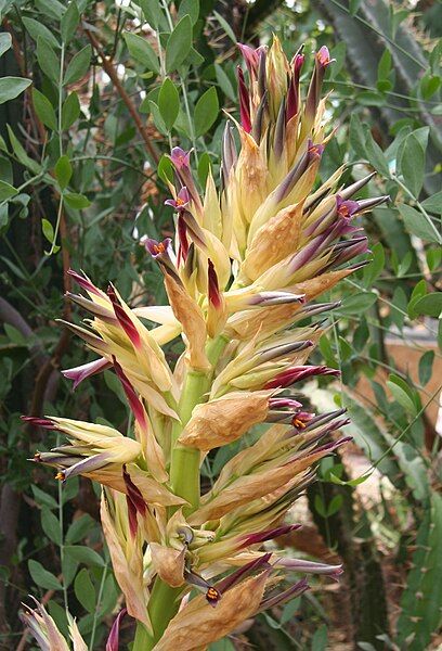 File:Puya glabrescens flower2.jpg