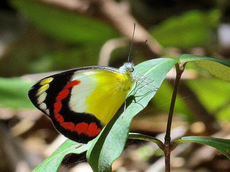 File:Red-banded Jezebel 5980.jpg