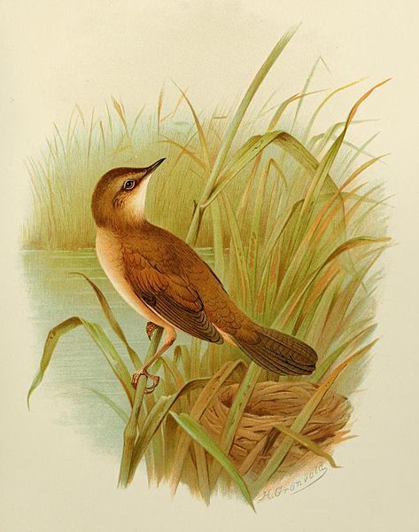 File:Savi's Warbler Grönvold.jpg