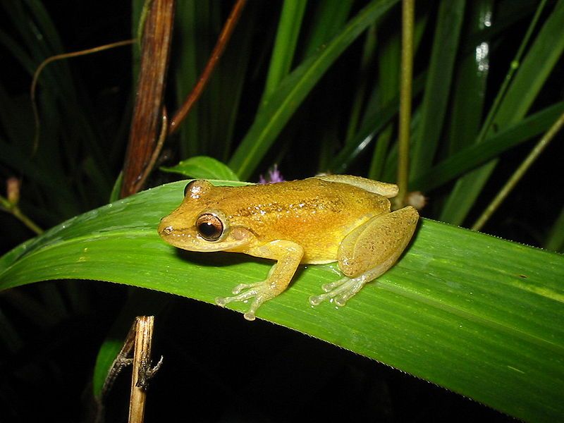 File:Scinax fuscomarginatus02.jpg