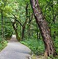 Path through the woods