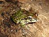 A green frog with a leaf-like skin pattern