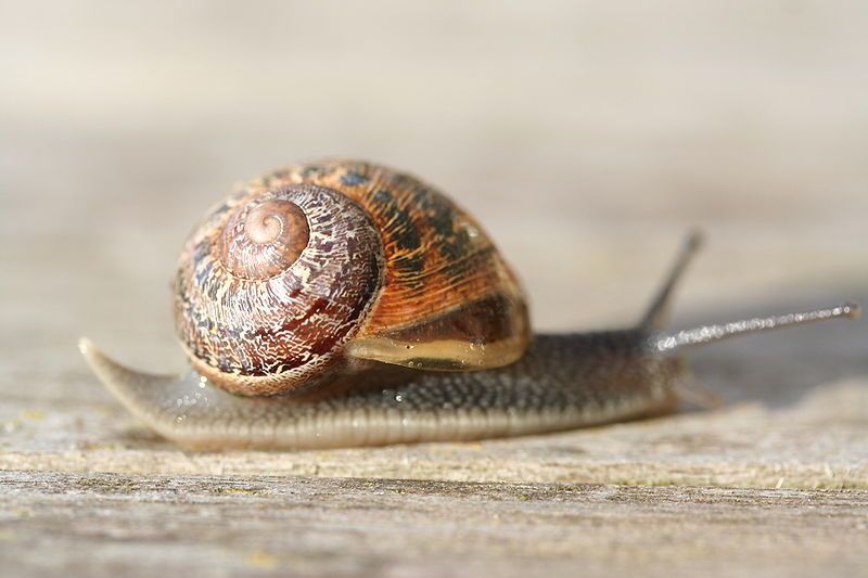 File:Snail (xndr).jpg