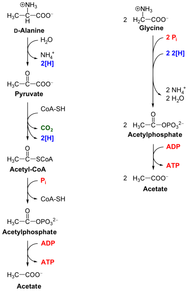 File:Stickland fermentation English.svg