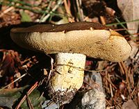 Suillus brevipes