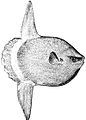 Image 36The huge ocean sunfish, a true resident of the ocean epipelagic zone, sometimes drifts with the current, eating jellyfish. (from Pelagic fish)