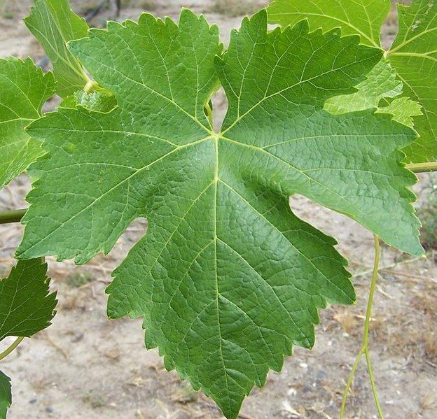 File:Syrah leaf.JPG