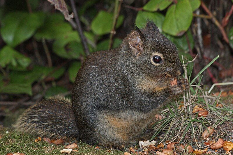 File:Tamiasciurus douglasii 4435.JPG