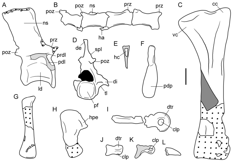 File:Tasmaniosaurus misc. postcranial.png