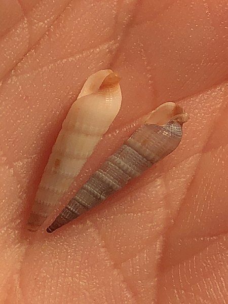 File:Terebra vinosa.jpg