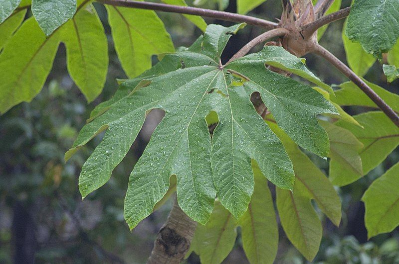 File:Tetrapanax papyrifer Leaf.jpg