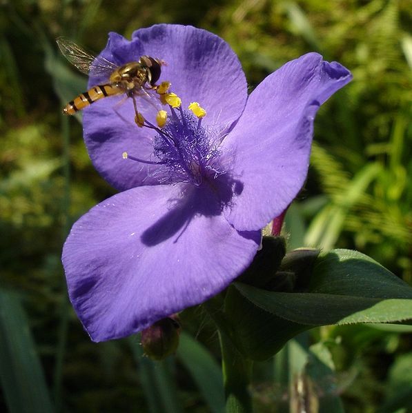 File:Tradescantia.jpg