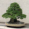 Trident Maple