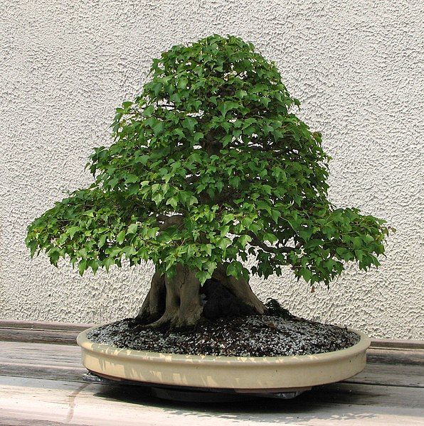 File:Trident Maple, 1916-2007.jpg