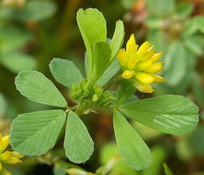 File:Trifolium dubium kz1.jpg