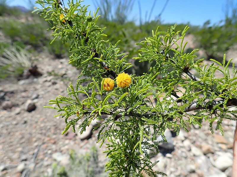 File:Vachellia vernicosa.jpg