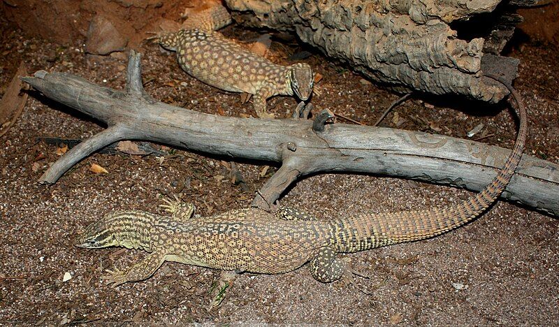 File:Varanus acanthurus25.JPG