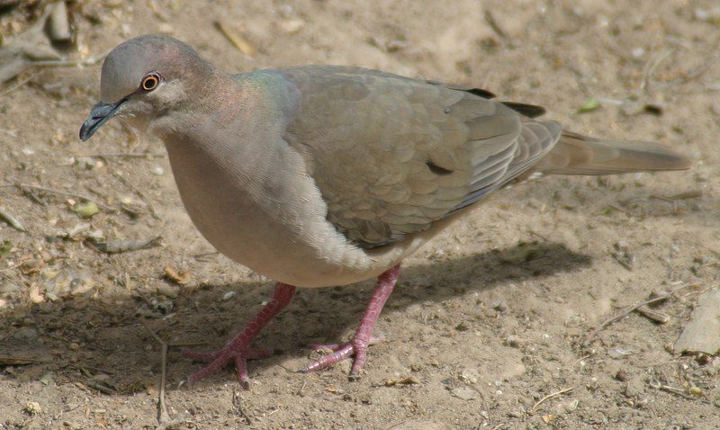 File:Whitetippeddove.jpg