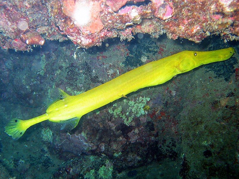 File:Yellow Trumpet Fish.jpg