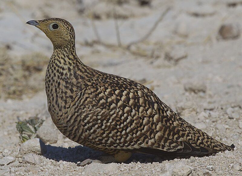 File:2012-namaqua-sandgrouse-female.jpg