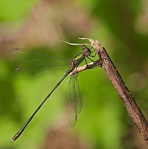 Chalcolestes viridis, by Hockei