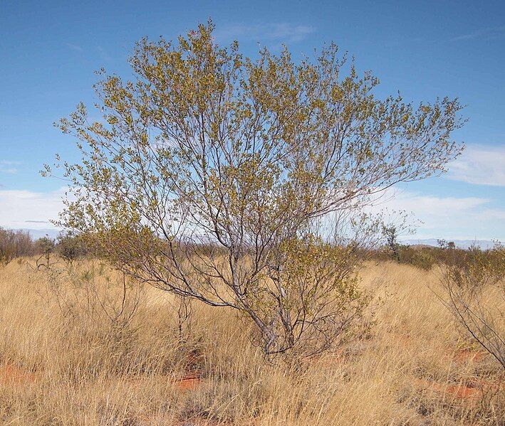 File:Acacia maitlandii.jpg