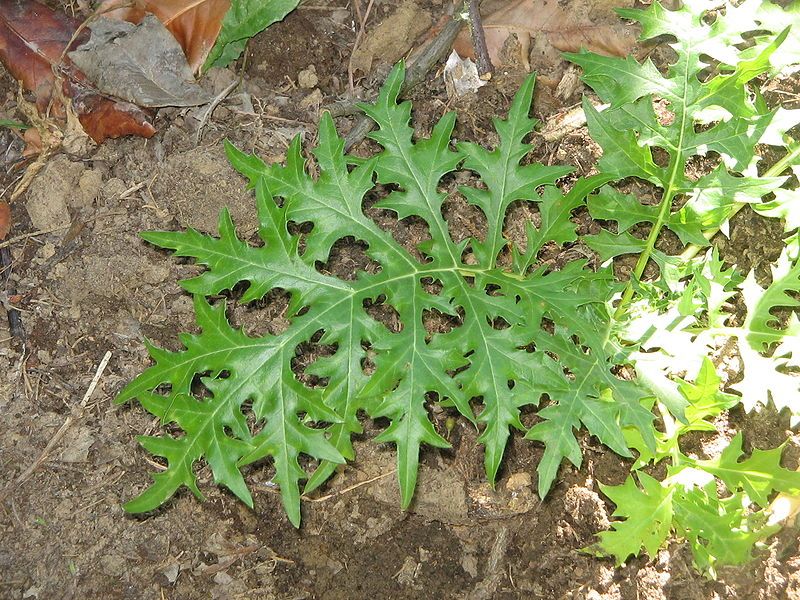 File:Acanthus spinosus leaf.jpg