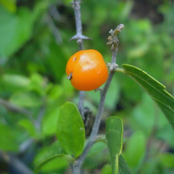 File:Acebuche (Celtis pallida).jpg