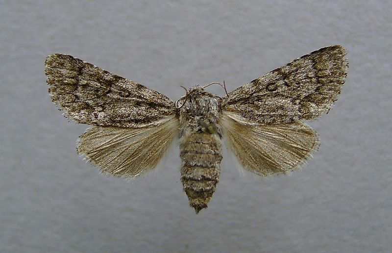 File:Acronicta euphorbiae.female.jpg