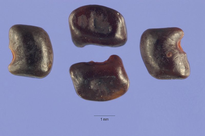 File:Aeschnyomene rudis seeds.jpg