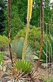 Agave ocahui