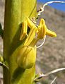 Agave utahensis