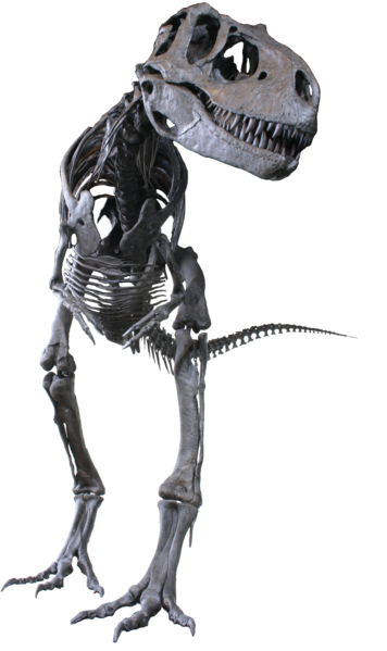 File:Albertosaurus Clean.png