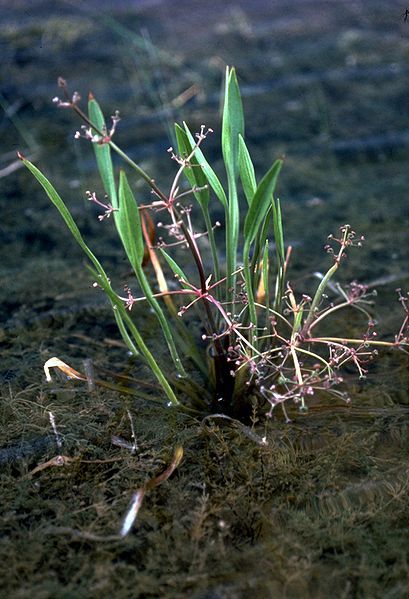 File:Alisma gramineum plant.jpg