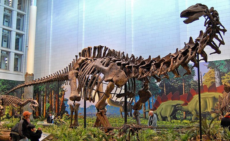 File:Apatosaurus-louisae-Wikipedia-1.jpg