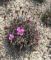 Armeria maritima