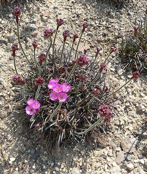 File:Armeria maritima 1.jpg