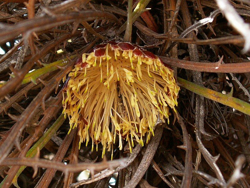 File:Banksia comosa(1).jpg