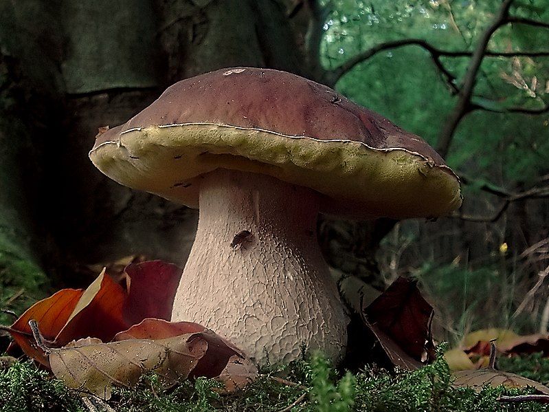 File:Boletus edulis (Tillegem).jpg