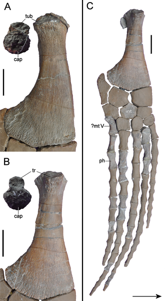 File:Brancasaurus limbs.png