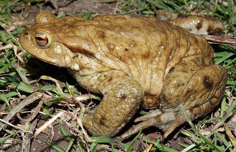 File:Bufo-bufo-erdkroete-maennlich.jpg