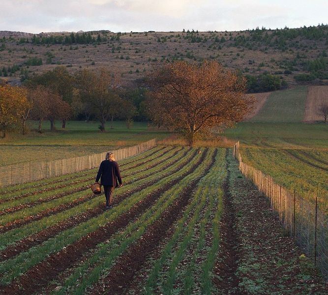 File:Campi di zafferano.jpg