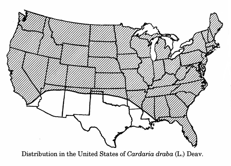 File:Cardaria-draba-distribution-USDA.png