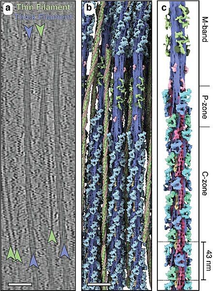 File:Cardiac sarcomere tomogram.jpg